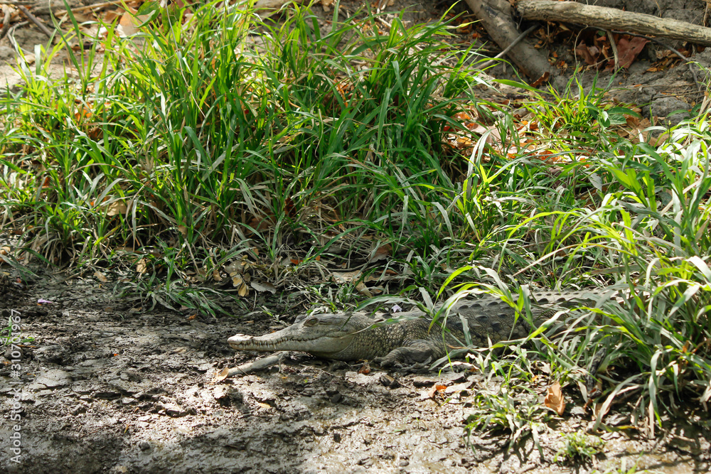 Fototapeta premium Camouflaged Crocodile