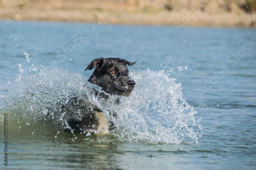 Cao de Aqua is swimming in water.  Dog in amazing autumn photo workshop in Prague.