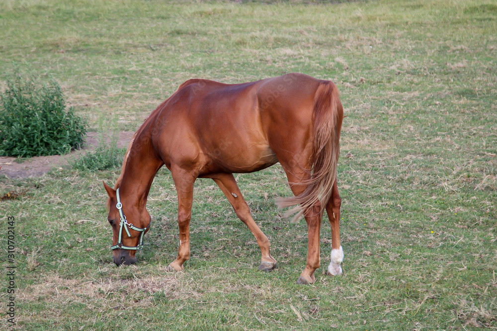 Pferd, Pferde, Hengst auf einer Weide, Koppel beim grasen Pferd, Pferde, Hengst auf einer Weide, Koppel beim grasen