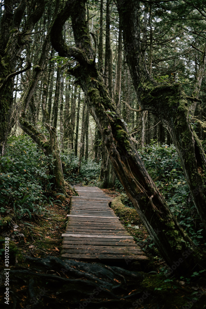 Obraz premium Forest