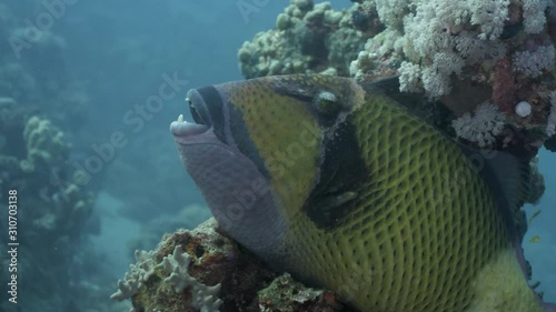 Beautiful close up of a giant triggerfish sleeping on a coral block in Egypt. You feel as if the fish was snoring and for a second the eye is moving as if the fish was aware it's being watched. photo