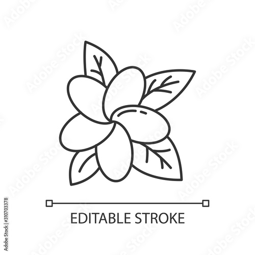 Plumeria linear icon. Exotic flower. Flora of Indonesian islands. Tropical plants. Blossom of frangipani. Thin line illustration. Contour symbol. Vector isolated outline drawing. Editable stroke