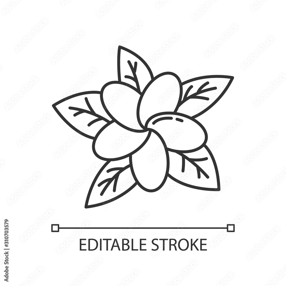 Plumeria linear icon. Exotic region flowers. Flora of Indonesia. Tropical  plants. Blossom of frangipani. Thin line illustration. Contour symbol.  Vector isolated outline drawing. Editable stroke Stock Vector
