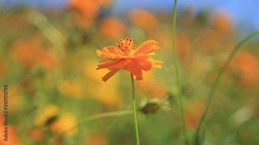 Orange Cosmos flower is winding in the garden Orange Cosmos flower is winding in the garden