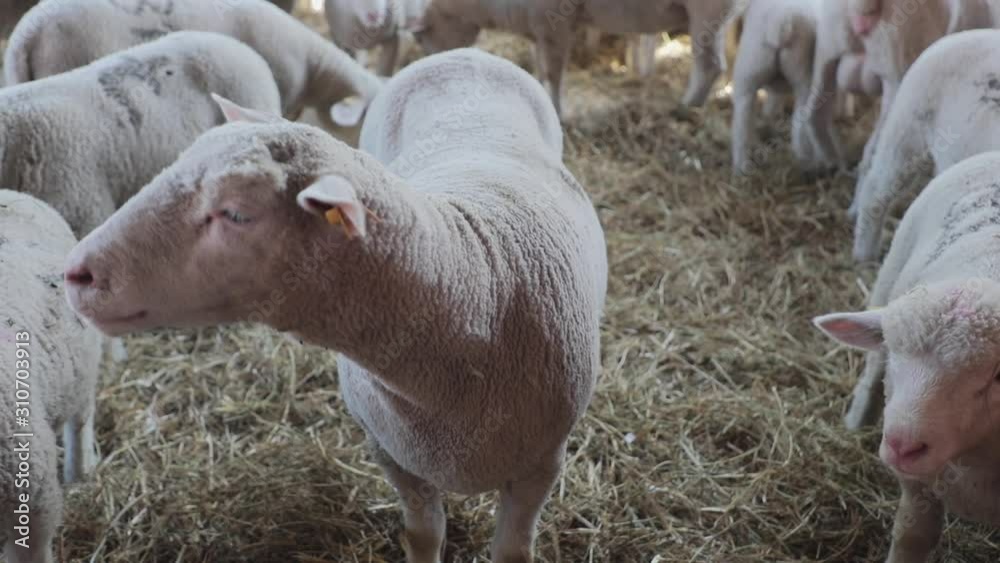 One Sheep Close Up in Pen at Animal Farm One Sheep Close Up in Pen at Animal Farm