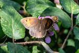 A meadow brown butterfly Maniola jurtina  partly in shadow feeding from a bramble blossom in a hedgerow