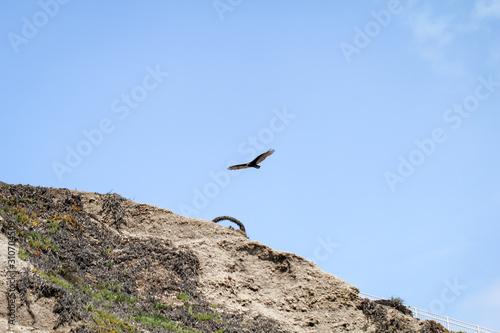 ein Adler fliegt an der Küste am Pazifik