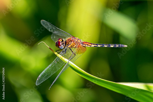 Φωτογραφία Banded groundling dragonfly (Brachythemis leucosticta) resting on a branch twig,