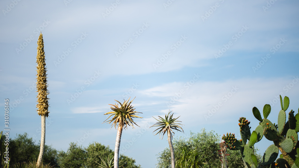 Fototapeta premium Paysage tropical