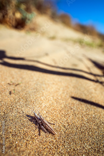 grasshoppers mating on sand. Nature background