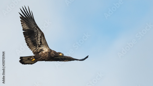 A fledgling American Bald Eagle in flight against a blue sky.