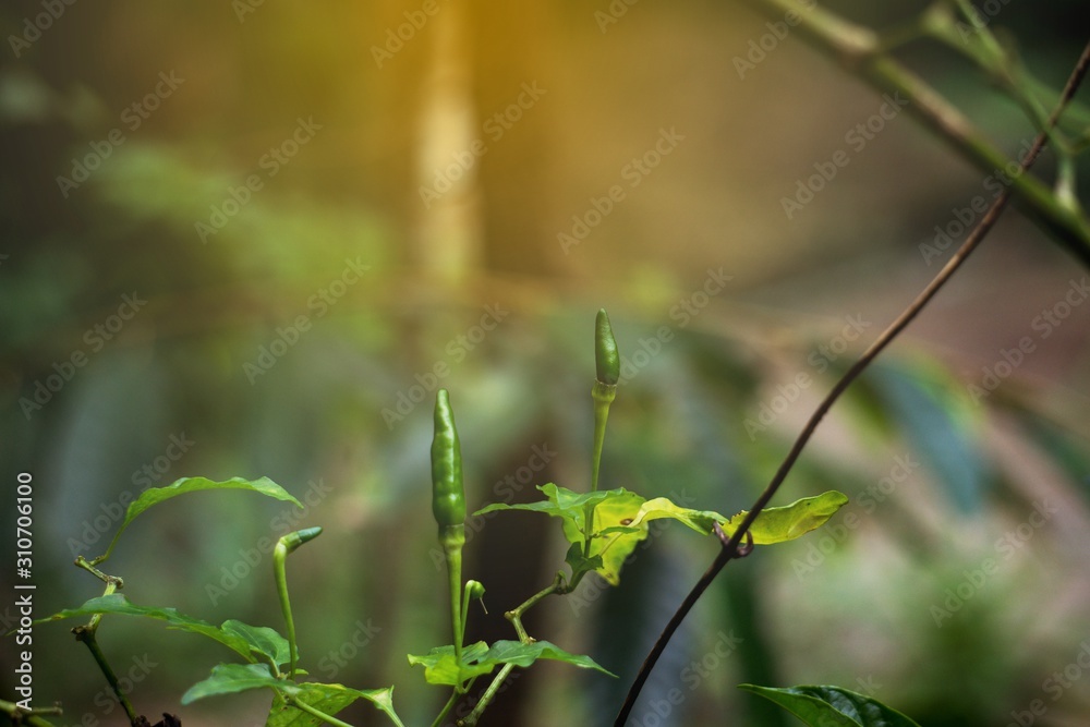 Bird's eye chili growing on bush in the garden and morning light.
Bird's eye chili growing on bush in the garden and morning light.