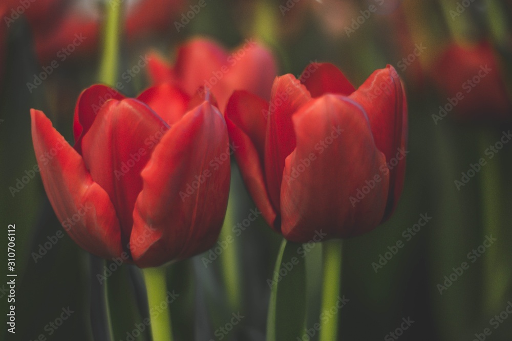 Fototapeta premium Beautiful red tulips blooming in the garden. Selective Focus.