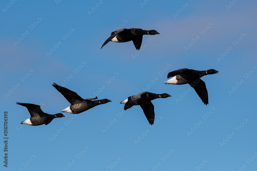 Obraz premium Brent Gooses in fly on a sky. Their Latin name is Branta bernicla.