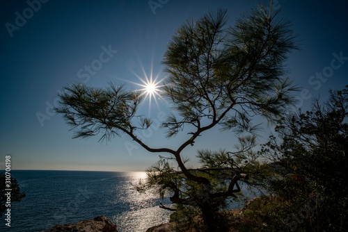 Photo of pine tree at sunset