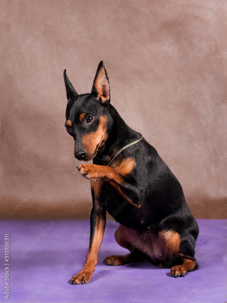 Miniature pinscher dog sitting on a violet-brown background