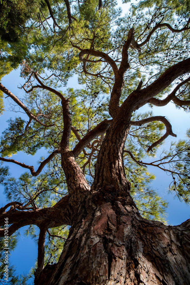 View of a big old pine tree from down to the tree top View of a big old pine tree from down to the tree top