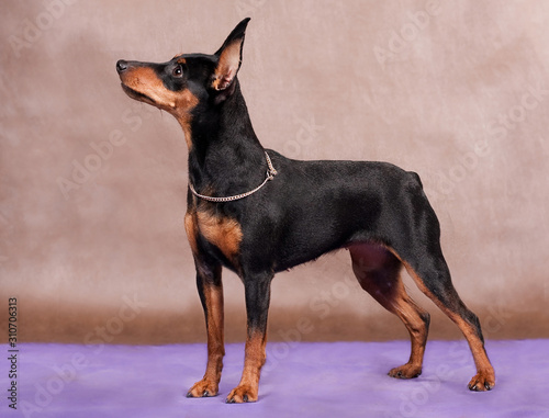 Miniature pinscher dog stands on a purple-brown background