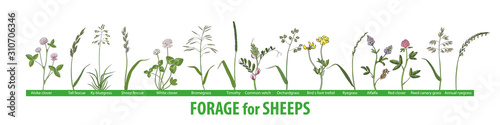 Big set forage plants for sheeps. Hand drawing.  Brome, alfalfa, orchardgrass, timothy, fescue, birds foot trefoil, clover, bluegrass, vetch.