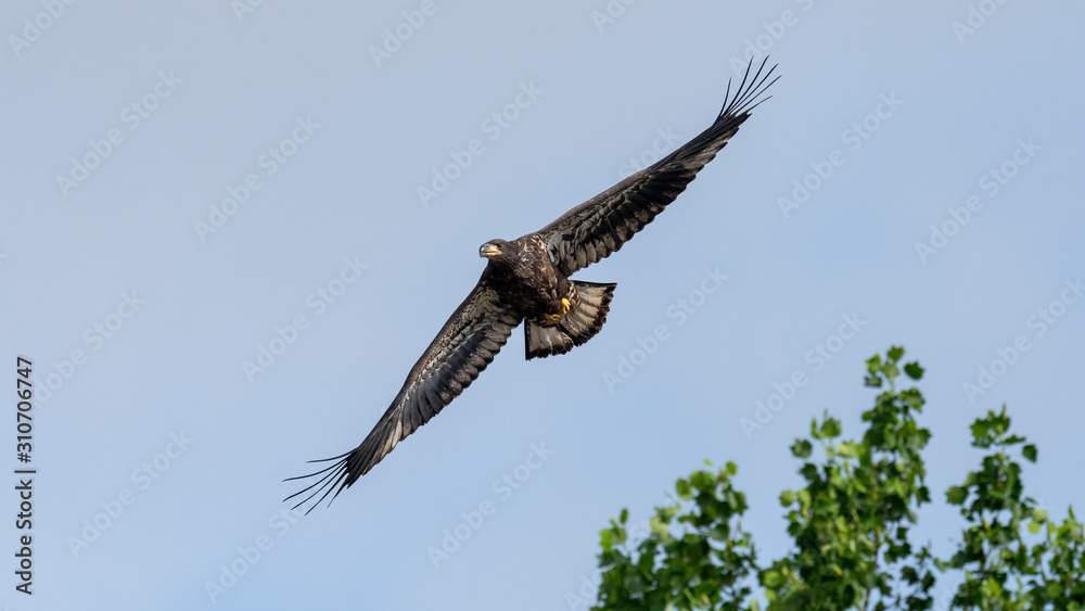 Obraz premium A fledgling American Bald Eagle in flight.