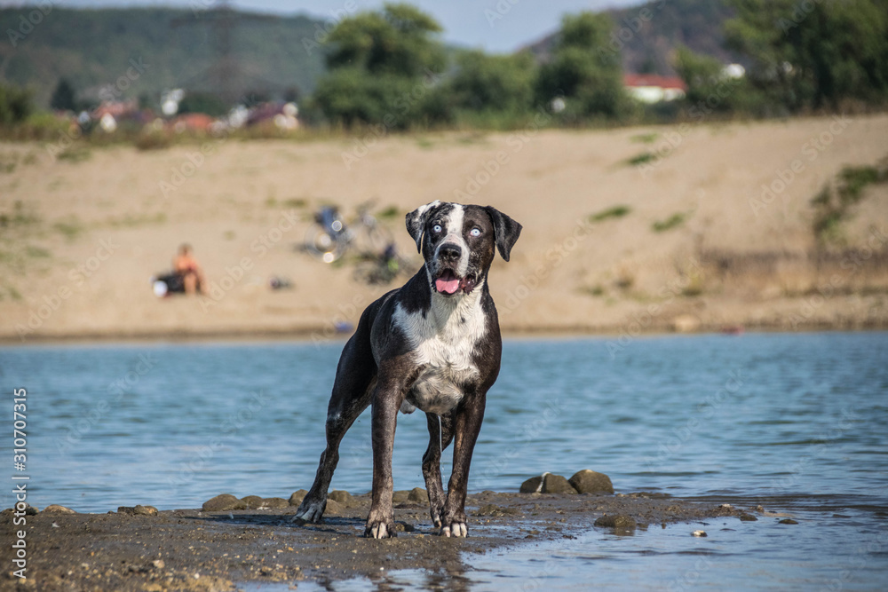 Catahoula Leopard Dog in island. Dog in amazing autumn photo workshop in Prague. Catahoula Leopard Dog in island. Dog in amazing autumn photo workshop in Prague.