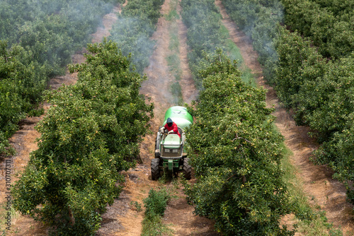 Elgin, Western Cape, South Africa, December 2019. Spraying apple trees in the fruit producing area close to Elgin ajoining the Theewaterskloof Dam, Western Cape photo