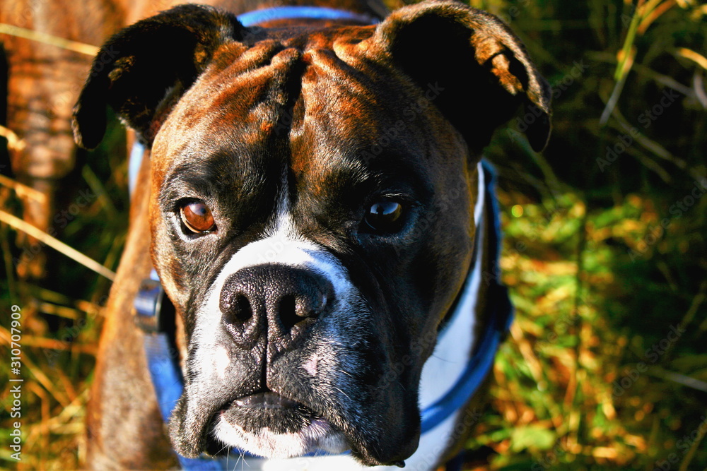 close up portrait of brindle boxer dog with beaautiful brown eyes illuminated by the sunlight, reflection in his eyes of the photographer close up portrait of brindle boxer dog with beaautiful brown eyes illuminated by the sunlight, reflection in his eyes of the photographer