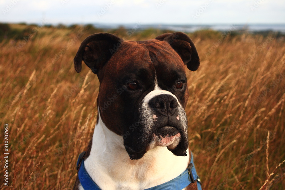beautiful male brindle boxer portrait, sitting in a field of grass, looking out in the distance