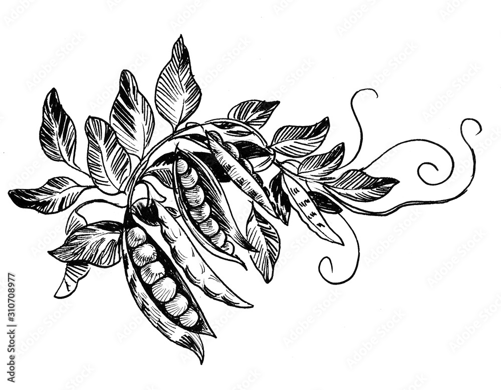 Pea plant. Ink black and white drawing Stock Illustration | Adobe Stock
