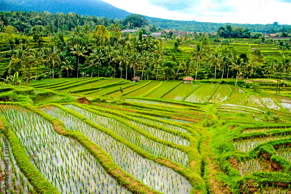 Landscape of Jatiluwih rice paddies, Bali. Indonesia