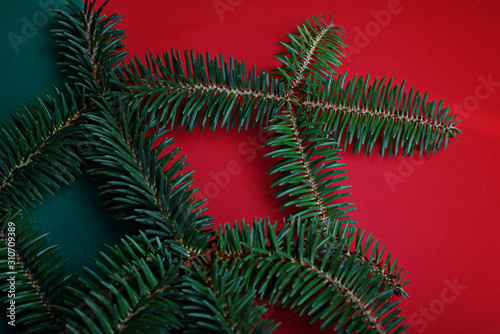 A branch of blue spruce on a red and green background. Minimalistic christmas banner. Copy space for text.