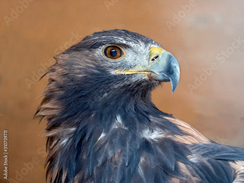 Golden eagle head on a bright beige background. The glance and powerful beak give the bird a serious look.