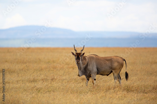 common eland  eland antilope   Taurotragus oryx  bull on the savannah of the Masai Mara National Park in Kenya