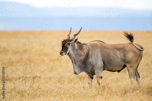 Fototapeta Naklejka Na Ścianę i Meble -  common eland, eland antilope ( Taurotragus oryx) bull on the savannah of the Masai Mara National Park in Kenya