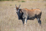 common eland, eland antilope ( Taurotragus oryx) bull on the savannah of the Masai Mara National Park in Kenya
