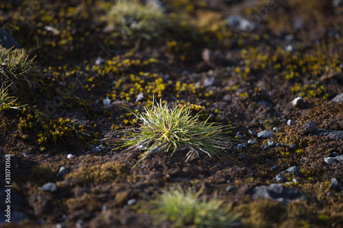 Macrophoto of Deschampsia antarctica, the Antarctic hair- grass, one of two flowering plants native to Antarctica