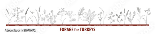 Big set forage plants for turkeys - chufa sedge, chicory, alfalfa, clover, millet, oat, rye, sorghum, forage pea, sainfoin, orchard grass, ryegrass, wheat. Black and white drawing.