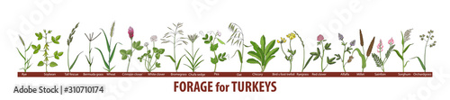 Big set forage plants for turkeys - chufa sedge, chicory, alfalfa, clover, millet, oat, rye, sorghum, forage pea, sainfoin, orchard grass, ryegrass, wheat.