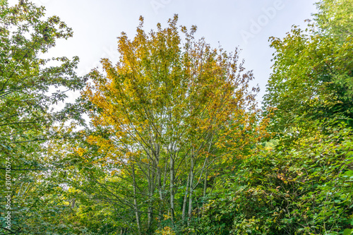 Skinny Autumn Trees 2