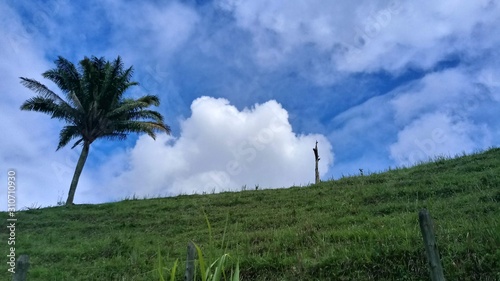 landscape with palm trees and blue sky