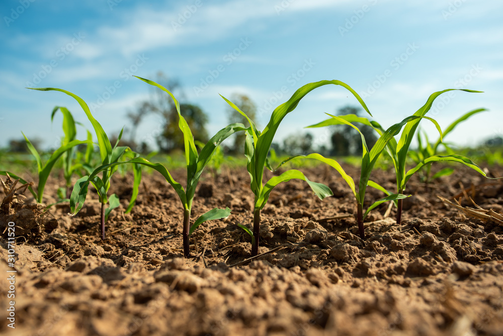 Planting corn seedlings on the ground and growing / Economic plants Planting corn seedlings on the ground and growing / Economic plants
