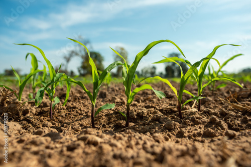 Planting corn seedlings on the ground and growing / Economic plants