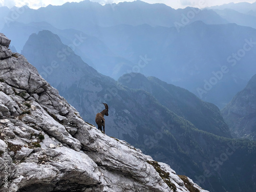 Ibex under Prisojnik peak in Julian Alps, Slovenia