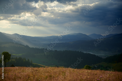 Sunset in carpathian mountains - beautiful summer landscape, spruces on hills, dark cloudy sky and bright sun light, meadow and wildflowers © soleg
