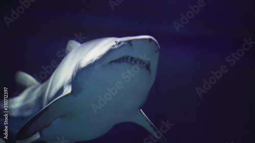 Sand tiger shark swimming in zoo aquarium with caustic rays, close up photo