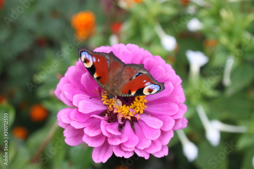 Butterfly peacock eye on zinnia flower close-up.