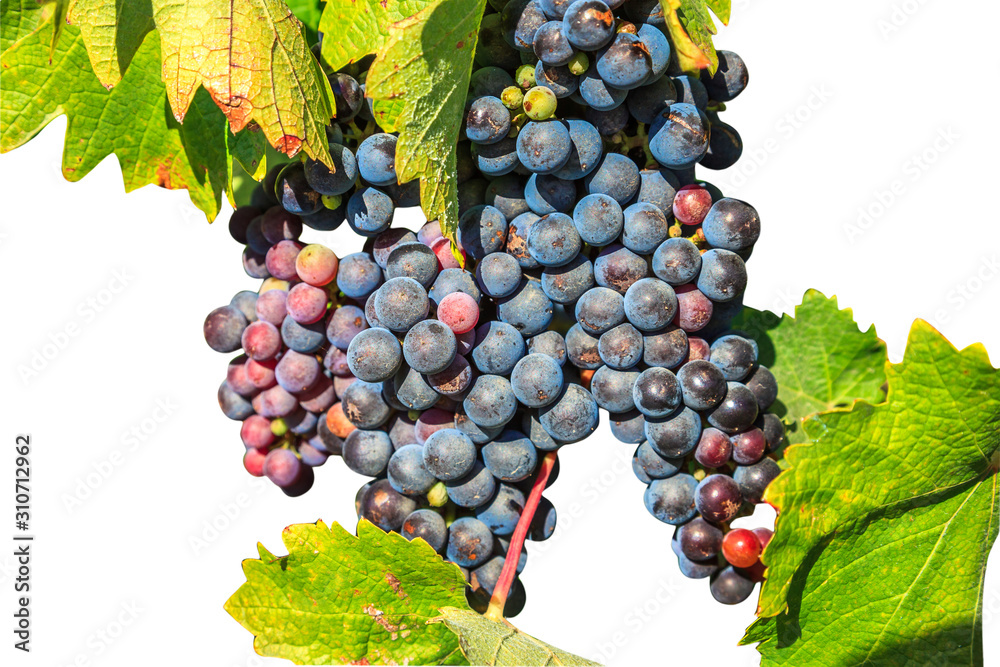Fototapeta premium Ripe red grapes on branch with leaves isolated on white background. Seasonal background with copy space.