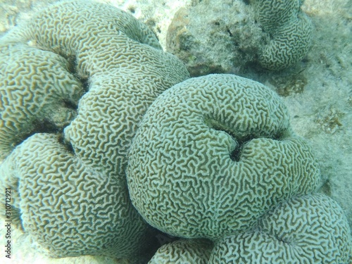 Brain coral in shallow water, Maldives