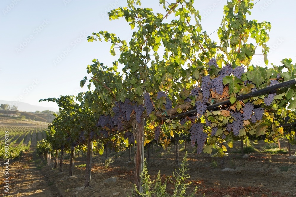Grapevines Growing In A Vineyard Grapevines Growing In A Vineyard