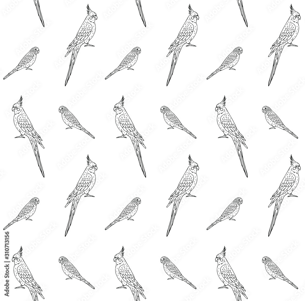 Vector seamless pattern of hand drawn doodle sketch budgie and cockatiel parrot isolated on white background